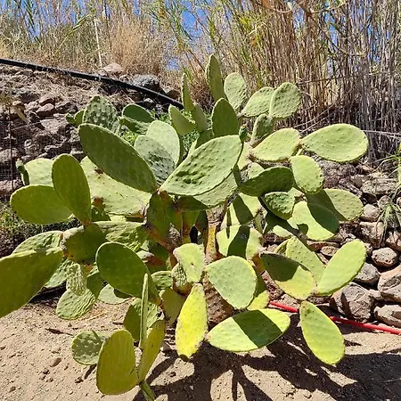 Deja Dream Homes Schinopi