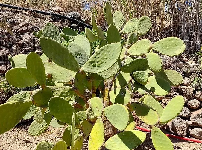 Deja Dream Homes Schinopi